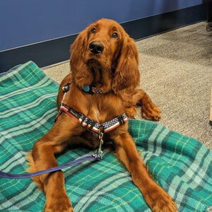 Fundraising Page: Deb Dalkiewicz